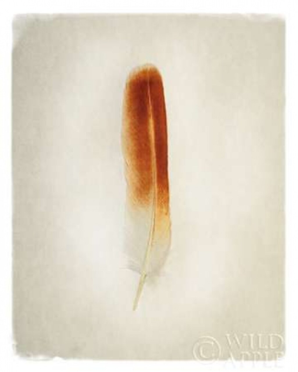 Feather II Poster Print by Debra Van Swearingen - Item # VARPDX22282
